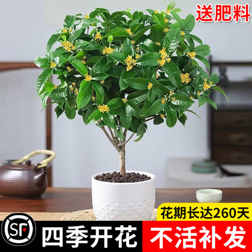 桂花树苗四季桂盆栽室内阳台庭院开花不断浓香型花卉植物金桂大树