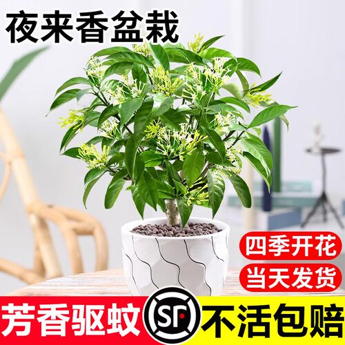 驱蚊驱虫、四季开花、易活