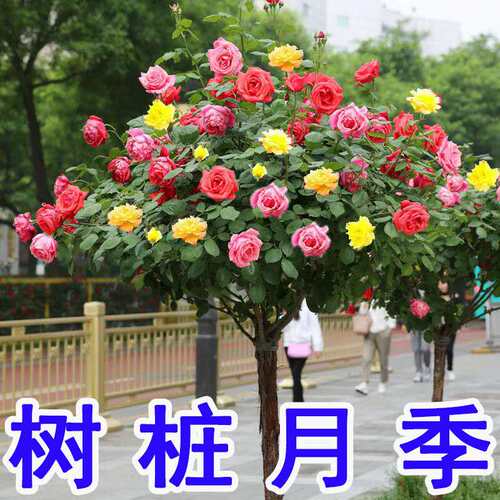 棒棒糖树桩月季花苗特大花阳台庭院玫瑰花树苗四季种植花植物盆栽
