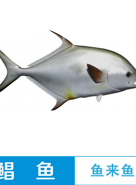 大型装饰鱼海鲜餐厅寿司摆件壁挂玻璃钢仿真鲳鱼Pomfret工艺鱼模