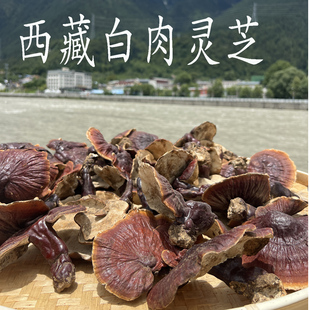 圣泽山货波密县野生白肉灵芝赤芝金边灵芝紫芝林芝西藏产地发货