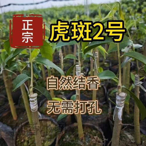 虎斑2号正宗海南树心油免打孔自然结香母树嫁接一代正品直供