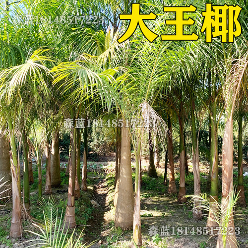 大王椰树 名贵风景树行道树乔木大王棕树庭院别墅绿化观赏树常绿