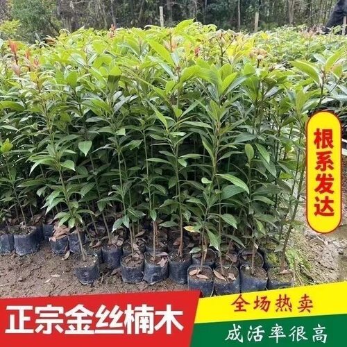 四川正宗金丝楠木树苗小叶桢楠名贵品种别墅庭院绿化四季常青常绿