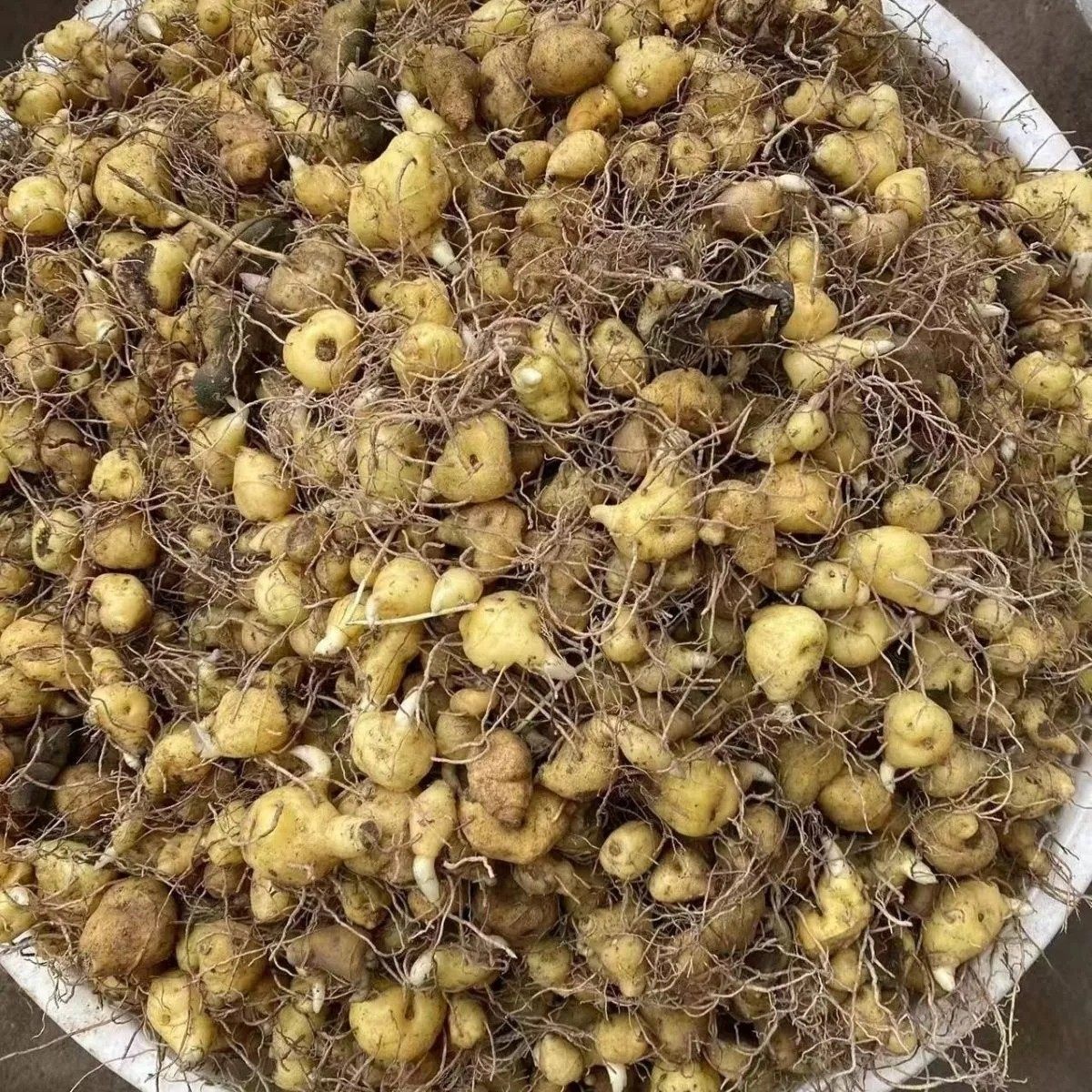 黄精种苗,多花倒苗黄精种苗新鲜