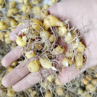 多花不倒苗黄精鸡头黄精，红花