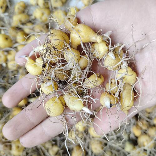 多花不倒苗黄精鸡头黄精，红花