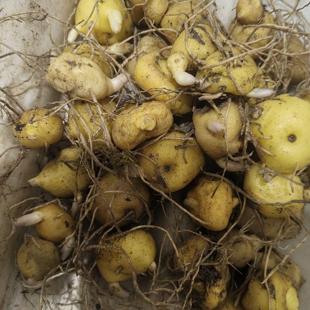 多花倒苗黄精苗，甜黄精