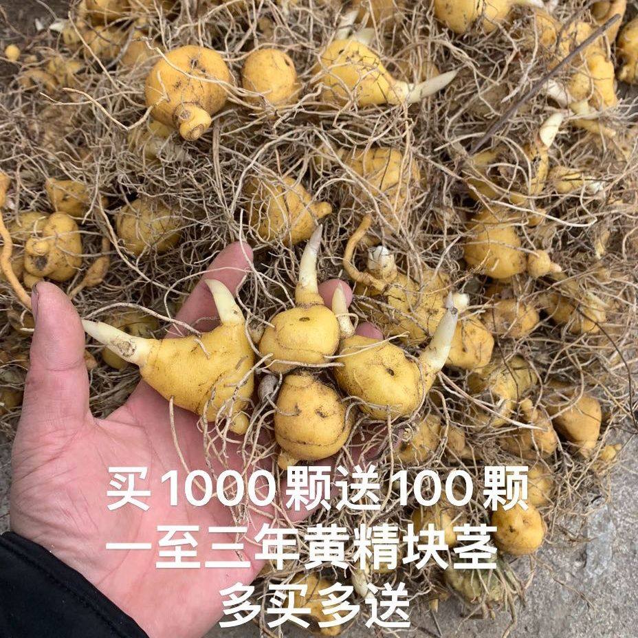黄精种苗,多花黄精,鸡头黄精,种苗新鲜