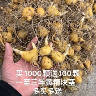 黄精种苗,多花黄精,鸡头黄精,种苗新鲜