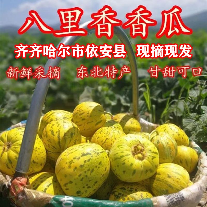 东北香瓜甜瓜新鲜时令当季水果绿皮脆甜特产现摘瓜