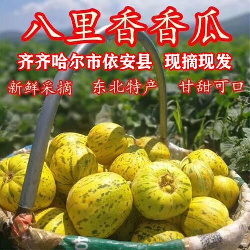 东北香瓜甜瓜新鲜时令当季水果绿皮脆甜特产现摘瓜