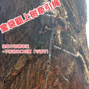 ［防咬断］蜜袋鼯松鼠牵引绳不锈钢分体式魔王可戴外出牵引链