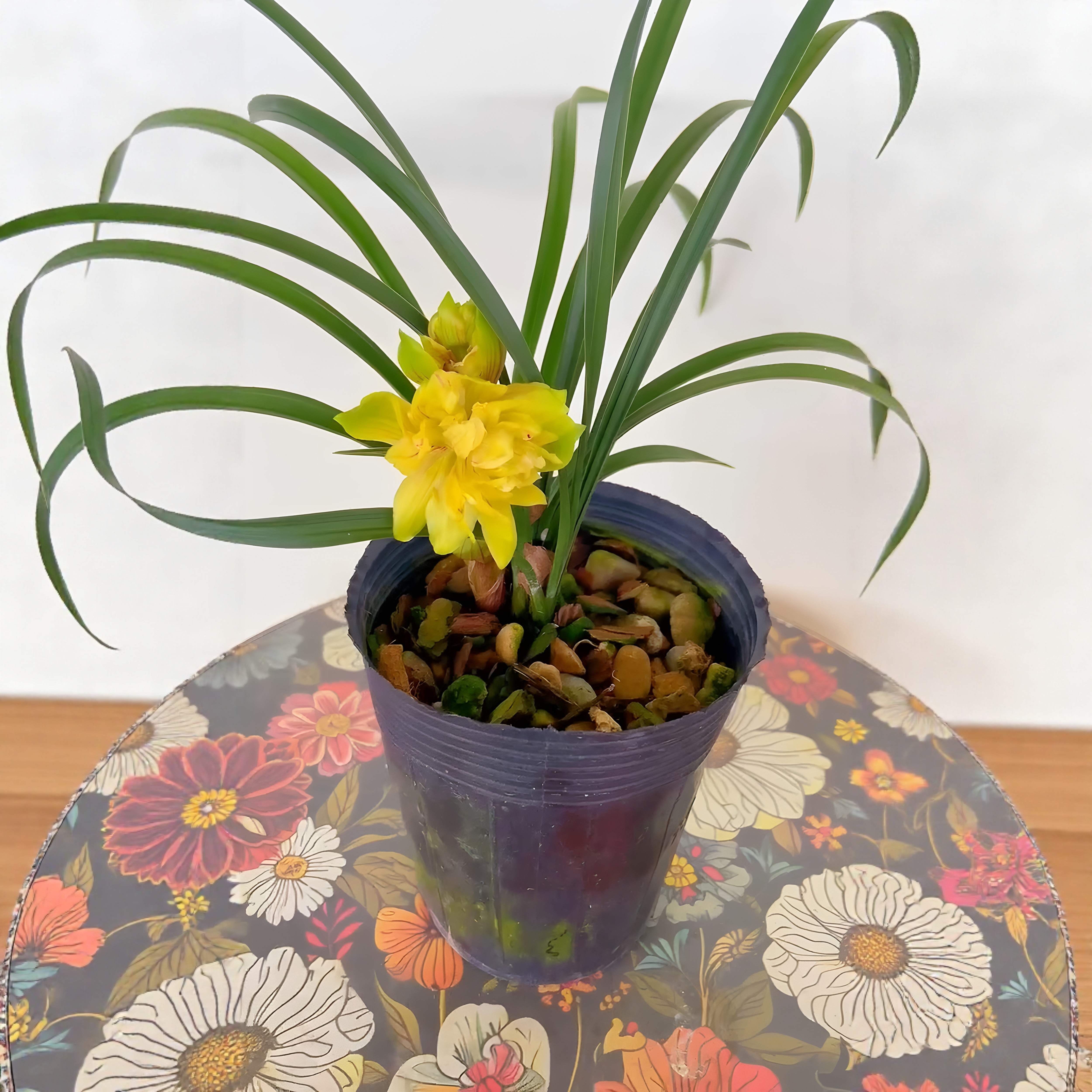 春兰黄金牡丹兰花室内花卉