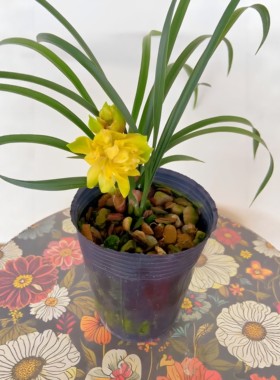 春兰黄金牡丹兰花室内花卉