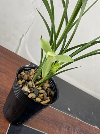 春剑素荷花香浓郁好养护花朵大气桌面绿植花卉