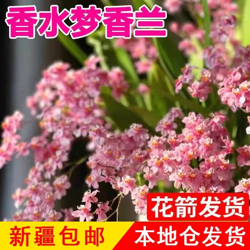 新疆包邮文心兰盆栽梦香兰花苞室内开花卉植物浓香绿植秋冬兰花