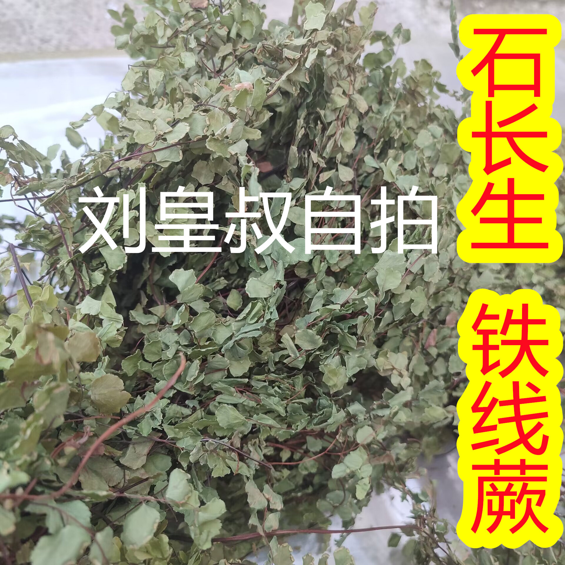 中药材石长生 500克长生草 岩浮萍猪毛七铁线蕨 猪鬃草石长生野生