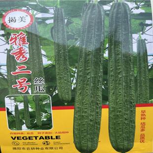 揭美雅秀二号丝瓜种子 棱角长丝瓜 角瓜籽 农业阳台瓜类蔬菜种子