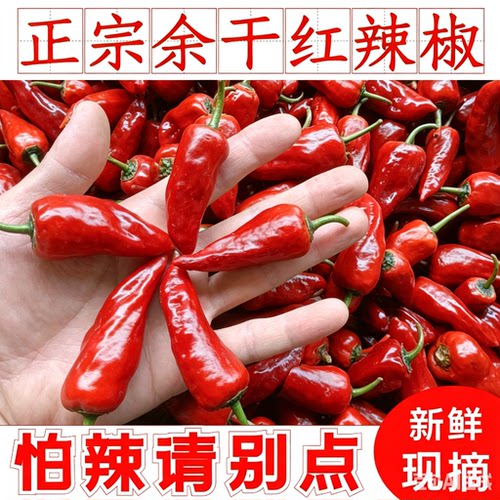 余干红辣椒江西枫树红色辣椒
