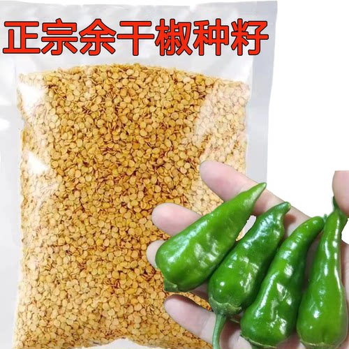 原产地正宗余干本地辣椒种子江西土辣椒薄皮青椒特辣辣种籽辣椒苗