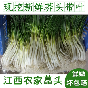 3斤藠头新鲜带叶 江西农家荞头土特产现挖叫教头乔头时令蔬菜5斤