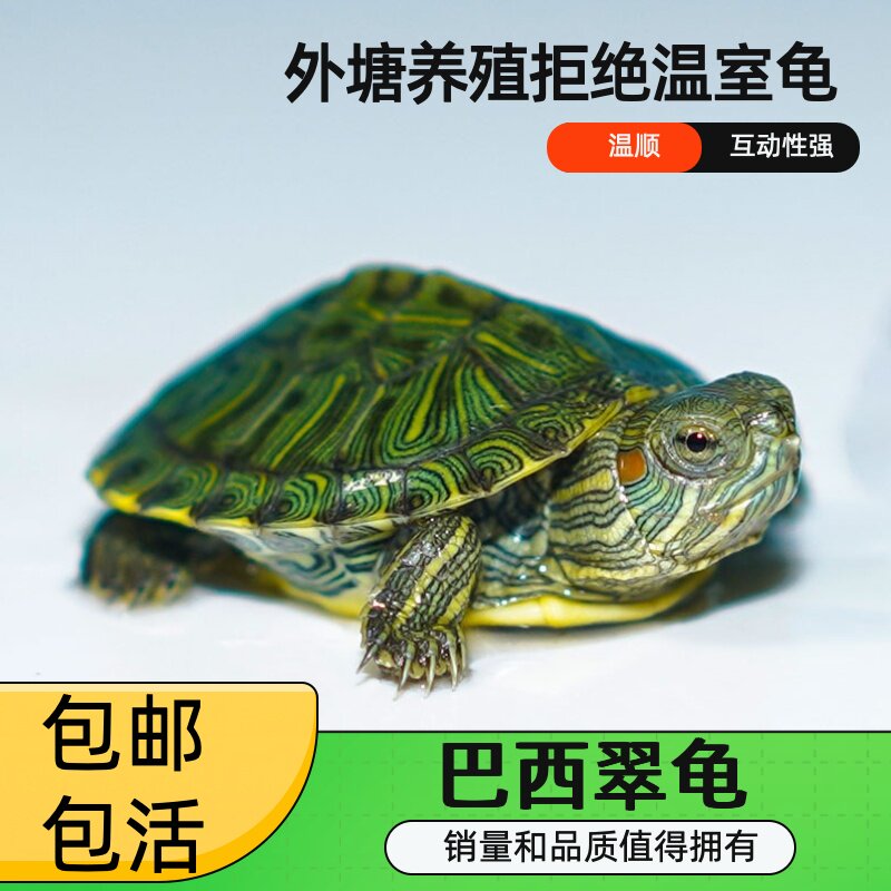 乌龟活物巴西龟活体宠物龟外塘养殖温顺互动性强包邮包活