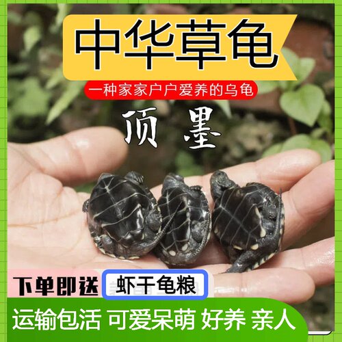 乌龟外塘草龟宠物墨龟