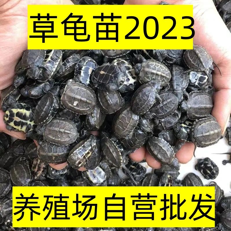 草龟苗2023年外塘大小中华草龟活体草龟苗小乌龟活体金线草龟批零