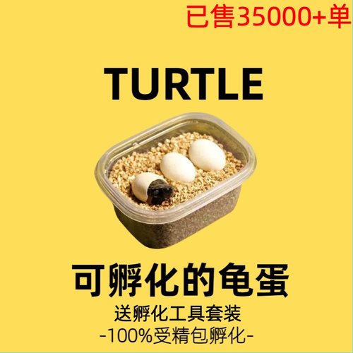 学生迷你活体可孵化便宜乌龟蛋
