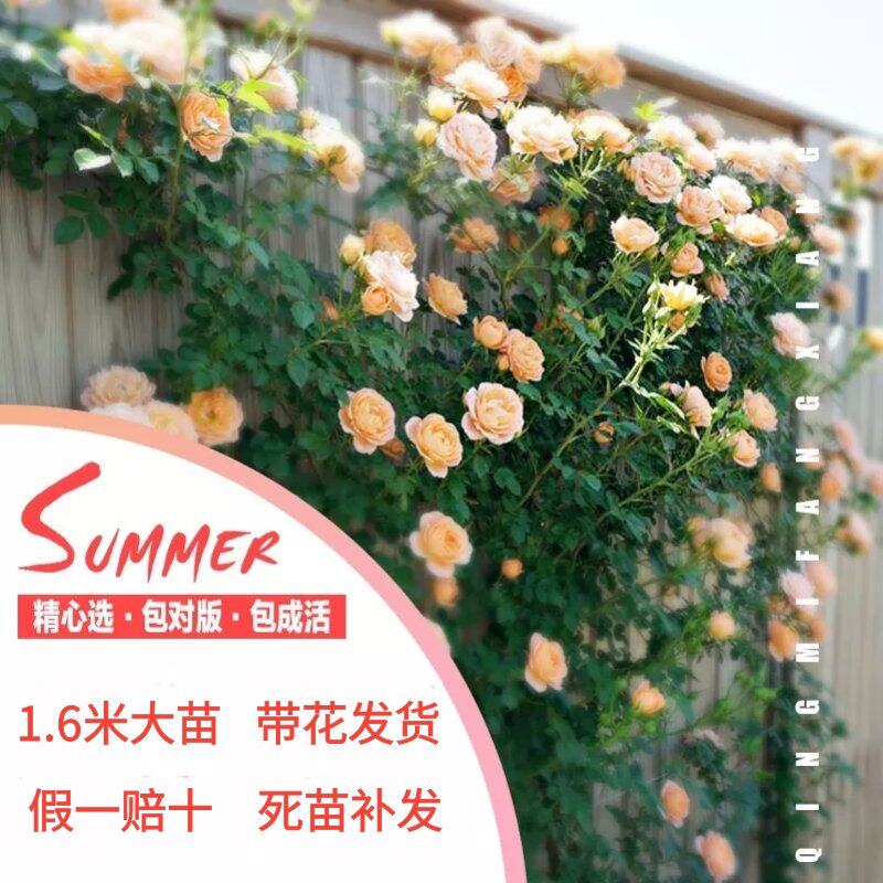 四季蔷薇藤本月季花苗大花浓香庭院爬藤植物花卉盆栽阳台玫瑰大苗 丽城花卉旗舰店