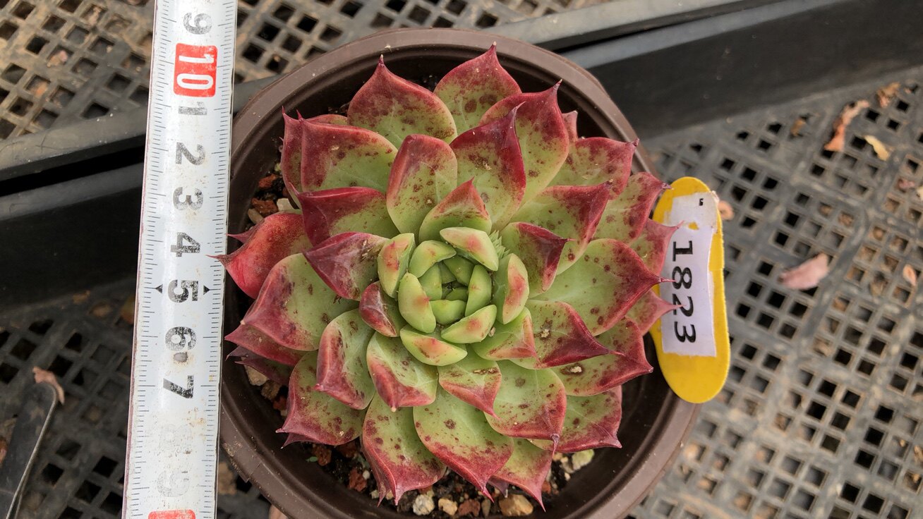 1823小海螺清棚清货多肉植物一物一拍非偏远38包邮5.22拍