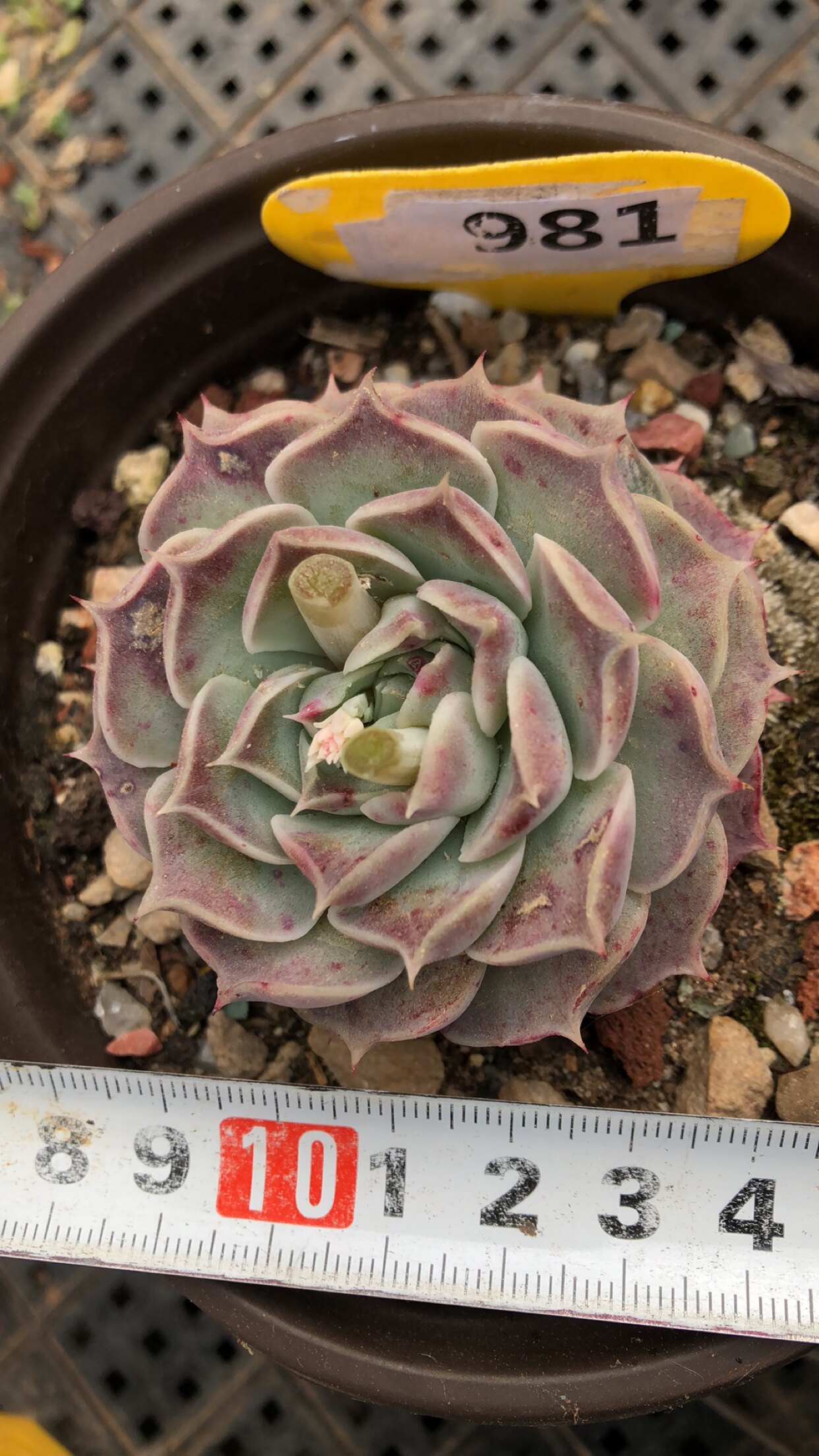 981杂单头皱叶月影镜莲系景天科多肉植物一物一拍非偏远38包邮