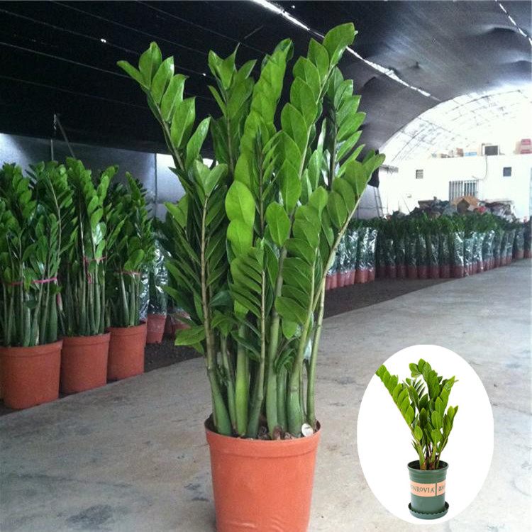 金钱树摇钱树室内客厅大绿植盆栽盆景花卉吸甲醛观叶招财植物包邮