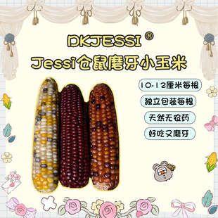 【DKJESSI】jessi家迷你小玉米磨牙棒仓鼠花枝鼠磨牙零食金丝熊