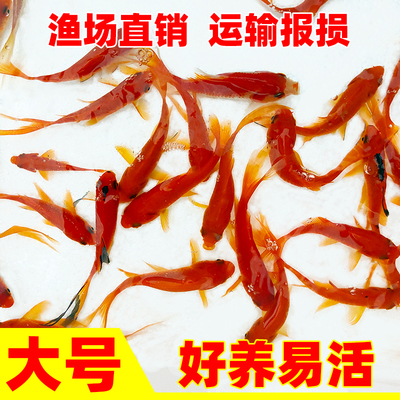 红草金鱼锦鲤冷水鱼金鱼花草鲤淡水鱼摆摊观赏鱼闯缸鱼饲料鱼活鱼