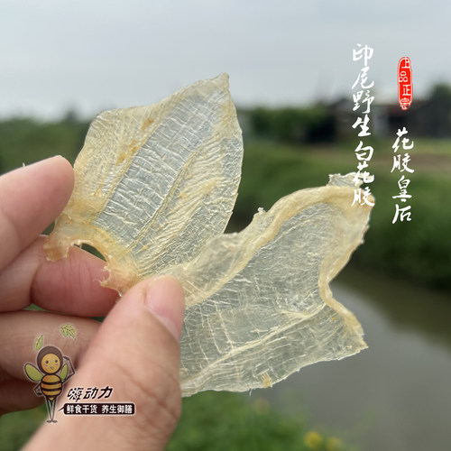 嗨动力印尼白花胶月子滋补