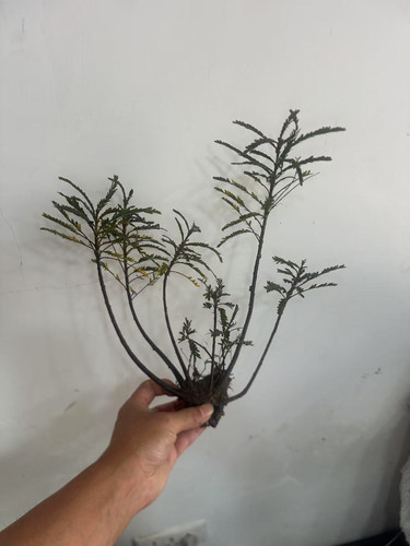 海岛叶下珠盆景室内客厅办公室桌面高端山水假山摆件水培绿植盆栽