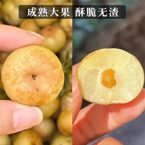 潮汕油柑王新鲜柿饼甜油甘果甜种油甘余甘水果丙甜油柑冰糖甜油甘