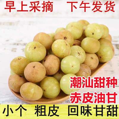 潮汕甜种油柑果新鲜现摘甜油甘余甘果牛甘果生吃花皮回甘孕妇水果