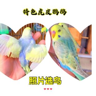 特色虎皮鹦鹉活体活鸟能学说话手玩小幼鸟学舌双金彩虹云斑观赏鸟