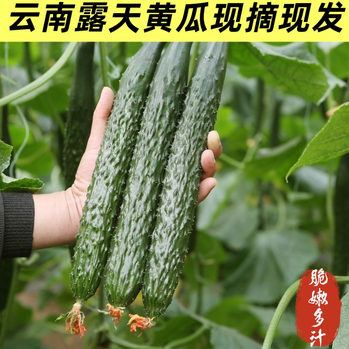 云南高原新鲜黄瓜农家自种现摘带刺绿瓤清脆可口生吃当季蔬菜包邮