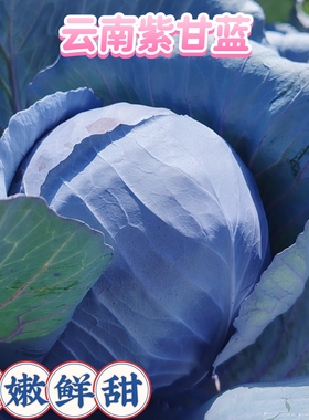 云南新鲜蔬菜紫甘蓝10斤农家卷紫包菜沙拉椰菜卷心菜生菜现摘包邮