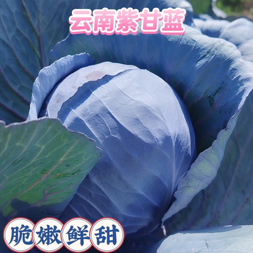 云南新鲜蔬菜紫甘蓝10斤