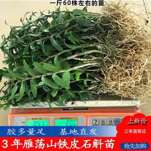 雁荡山铁皮石斛苗1斤室内绿植种植石斛苗 办公桌盆景可食用
