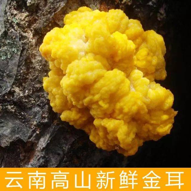 精品新鲜黄金耳菌，包邮500g，鲜味十足，真是太鲜了，太美味了