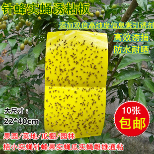 瓜果实蝇针蜂诱粘板粘胶板信息素粘虫板果园菜地粘蝇板果蝇针蜂贴