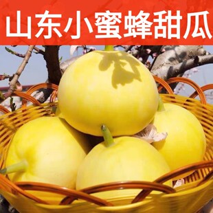 小蜜蜂甜瓜香瓜脆瓜当季头茬新鲜水果现摘现发香甜精选特级大瓜8J