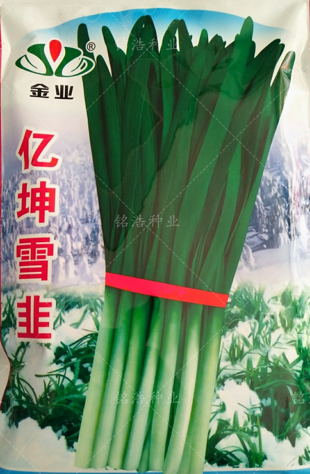 亿坤雪韭韭菜籽宽叶浓绿韭菜种子盆栽耐寒耐热不休眠抗病高产辛辣