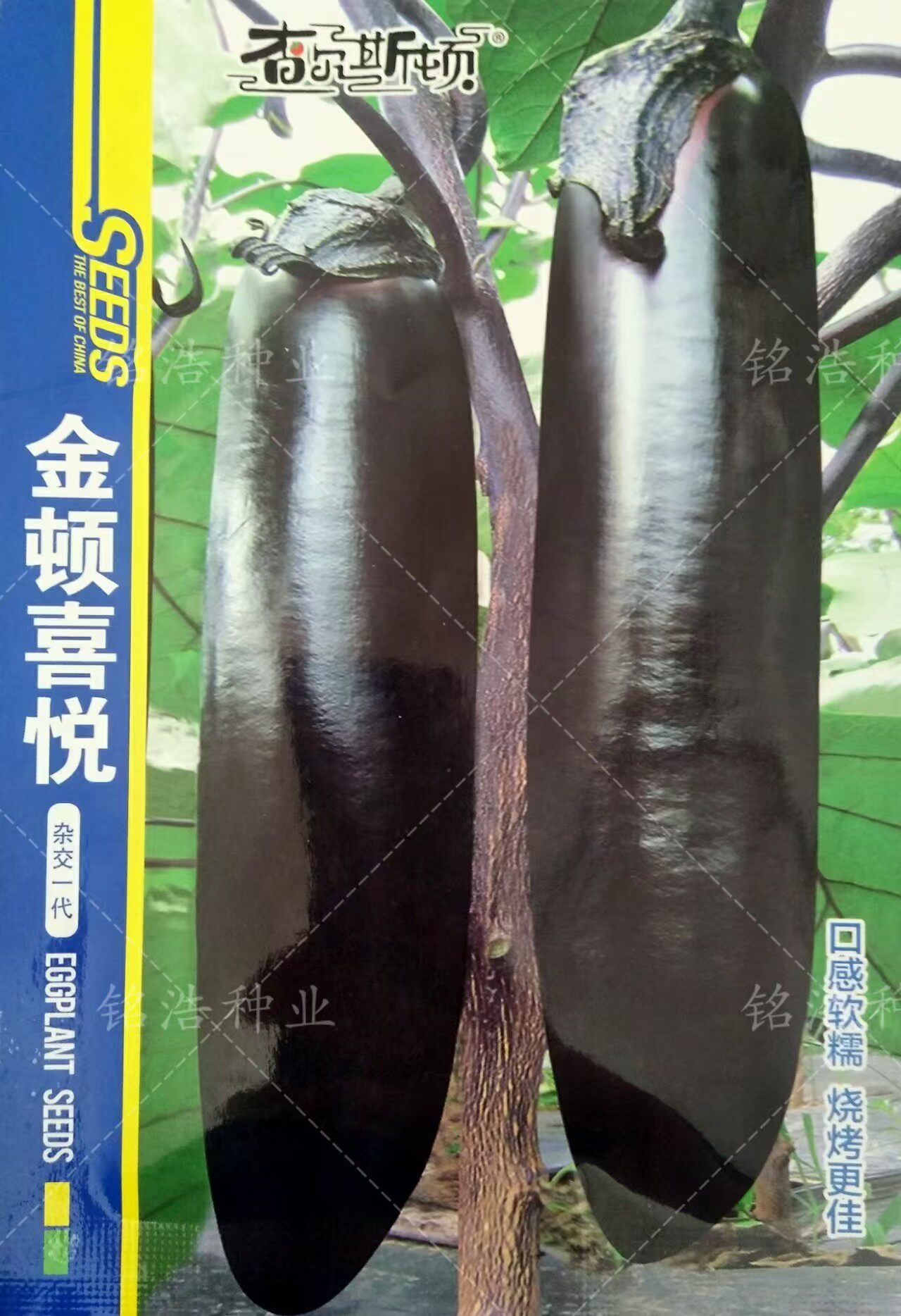 早熟紫把长茄蔬菜种孑种籽春季秋季播种子籽顺直适合烧烤金顿喜悦